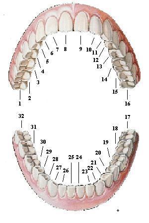 Зуб семерка верхний. Расположение зубов снизу. 47 Зуб снизу справа. Нумерация зубов нижней челюсти.